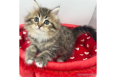 成約済の愛知県のノルウェージャンフォレストキャット-84964の2枚目