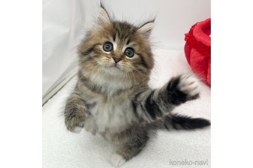 成約済の愛知県のノルウェージャンフォレストキャット-84964の3枚目