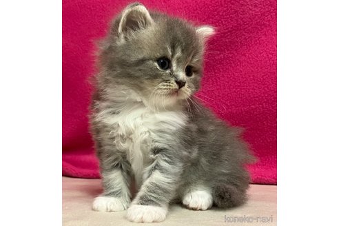 成約済の三重県のスコティッシュフォールド-85018の5枚目