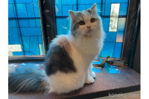 Jeanちゃん1枚目
