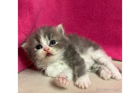 成約済の三重県のスコティッシュフォールド-85070の4枚目