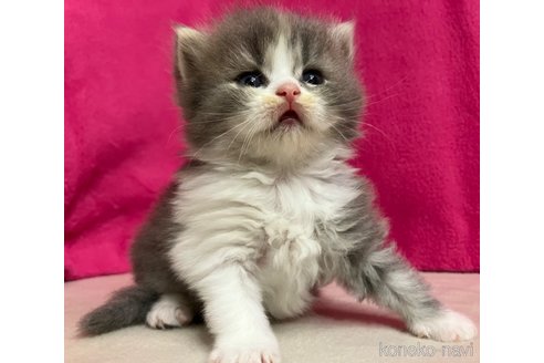 成約済の三重県のスコティッシュフォールド-85070の5枚目