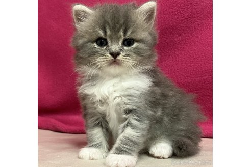 成約済の三重県のスコティッシュフォールド-85018の2枚目