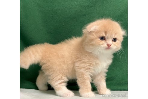 成約済の三重県のスコティッシュフォールド(折れ耳)-85105の3枚目