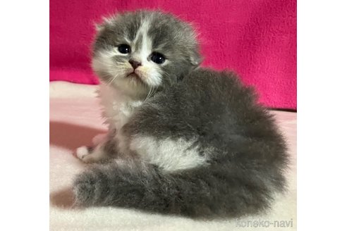 成約済の三重県のスコティッシュフォールド(折れ耳)-85108の3枚目
