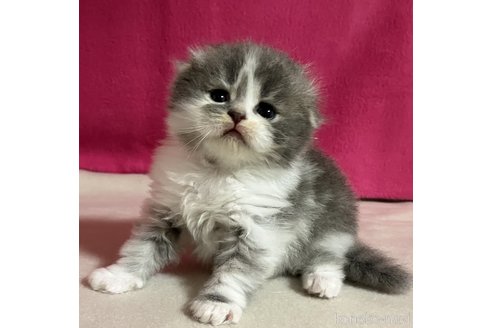 成約済の三重県のスコティッシュフォールド(折れ耳)-85108の1枚目