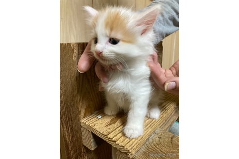 成約済の福岡県のノルウェージャンフォレストキャット-84933の3枚目