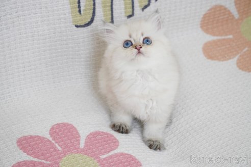 成約済の茨城県のブリティッシュロングヘア-85149の5枚目