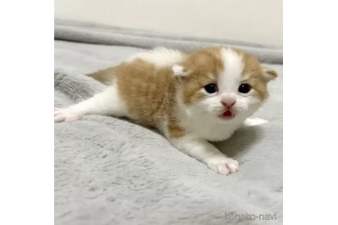 商談中の東京都のスコティッシュフォールド-85176の2枚目