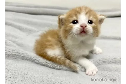 商談中の東京都のスコティッシュフォールド-85177の3枚目
