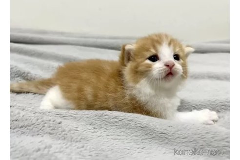 商談中の東京都のスコティッシュフォールド-85177の5枚目