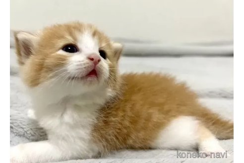商談中の東京都のスコティッシュフォールド-85177の2枚目