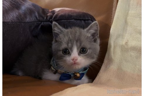 成約済の埼玉県のスコティッシュフォールド-82100の2枚目