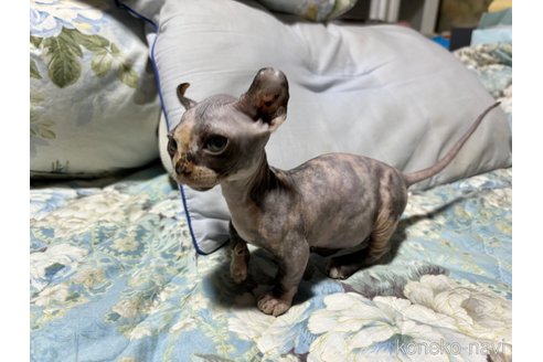 成約済の千葉県のドウェルフ-85237の3枚目