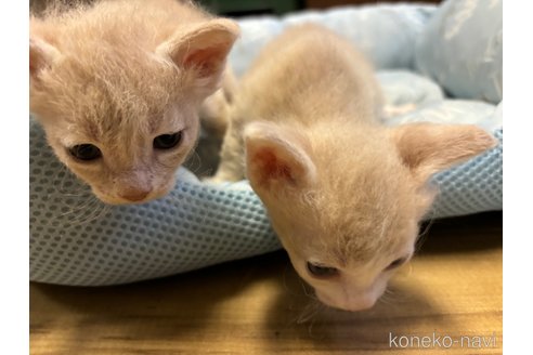 成約済の千葉県のラパーマ-85536の2枚目