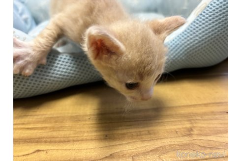 成約済の千葉県のラパーマ-85536の3枚目