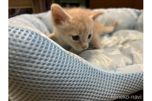 成約済の千葉県のラパーマ-85539の2枚目