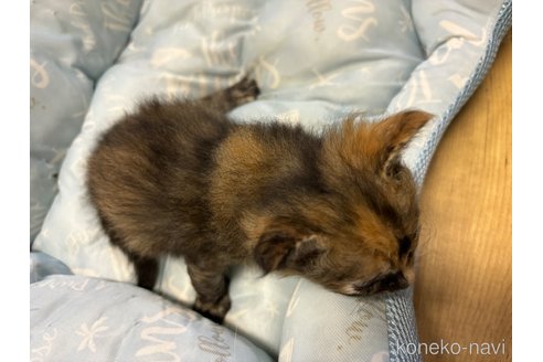成約済の千葉県のラパーマ-85540の3枚目