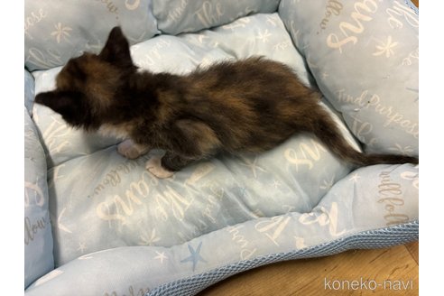 成約済の千葉県のラパーマ-85541の3枚目