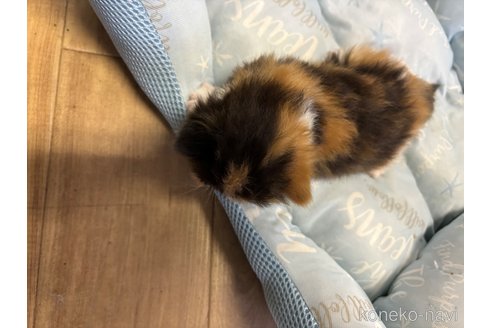 成約済の千葉県のエキゾチックロングヘア-85509の6枚目