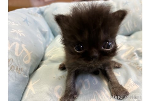 成約済の千葉県のエキゾチックロングヘア-85508の4枚目