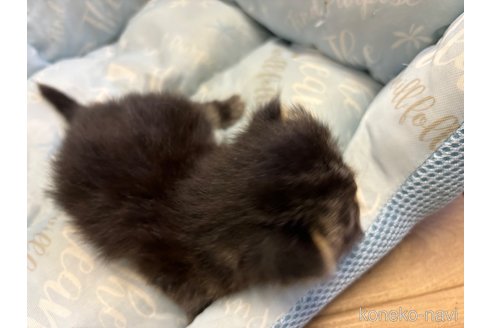 成約済の千葉県のエキゾチックロングヘア-85506の5枚目