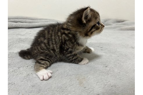成約済の東京都のスコティッシュフォールド-85181の4枚目