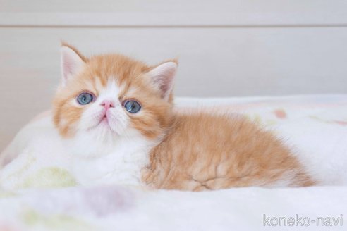 成約済の東京都のエキゾチックショートヘア-84492の8枚目