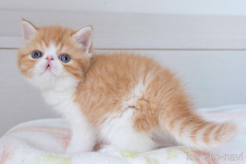 成約済の東京都のエキゾチックショートヘア-84492の9枚目