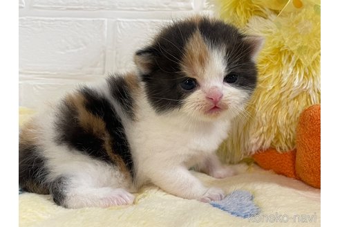 成約済の山梨県のスコティッシュフォールド-85276の5枚目