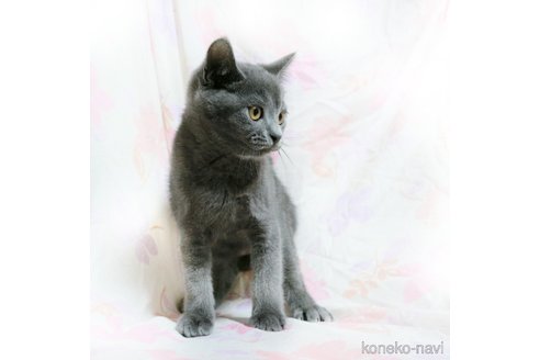 成約済の千葉県のブリティッシュショートヘア-84527の4枚目