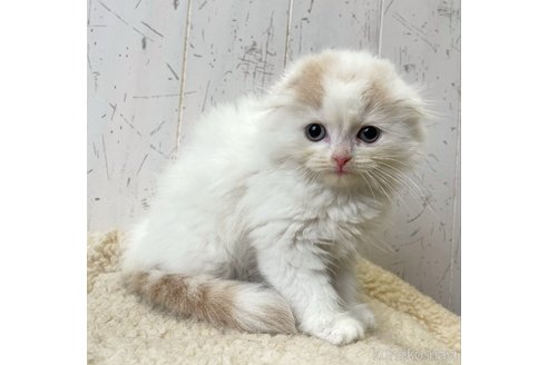 成約済の千葉県のスコティッシュフォールド(折れ耳)-82823の3枚目
