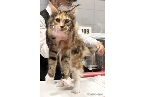 ラチャラチャちゃん1枚目