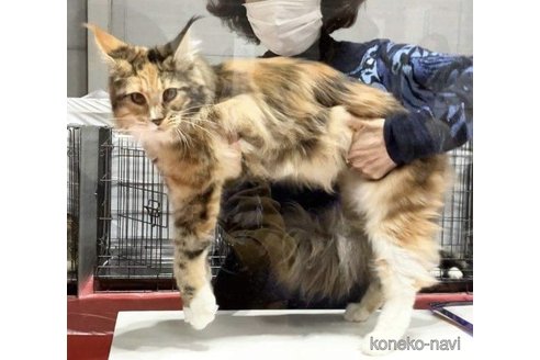 ラチャラチャちゃん1枚目