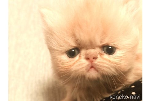 成約済の東京都のエキゾチックショートヘア-81579の4枚目