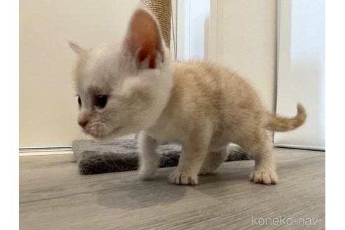 成約済の鹿児島県のマンチカン-85441の5枚目
