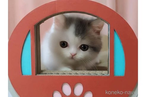 成約済の愛媛県のミヌエット(短足)-85307の2枚目