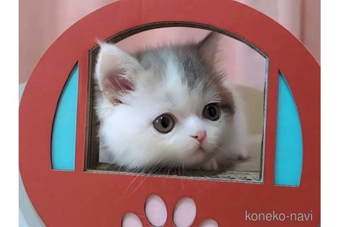 成約済の愛媛県のミヌエット(短足)-85307の3枚目