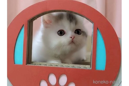 成約済の愛媛県のミヌエット(短足)-85307の4枚目