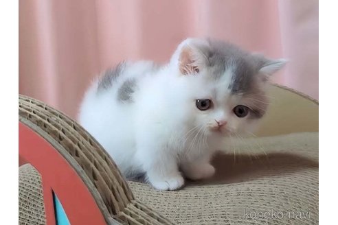 成約済の愛媛県のミヌエット(短足)-85307の5枚目