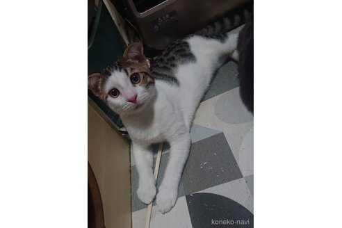 成約済の兵庫県のミックス-78994の1枚目