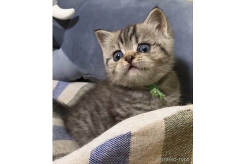成約済の静岡県のブリティッシュショートヘア-85359の2枚目