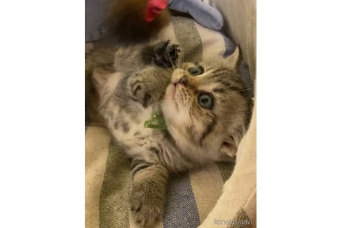 成約済の静岡県のブリティッシュショートヘア-85359の5枚目