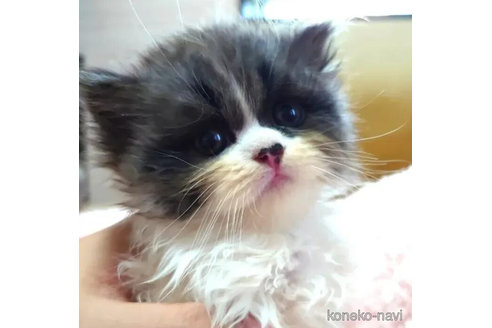 成約済の愛知県のミヌエット-85384の2枚目