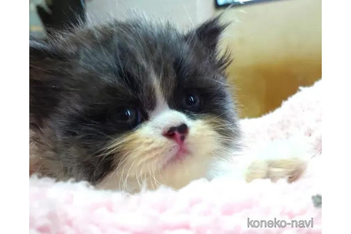 成約済の愛知県のミヌエット-85384の3枚目