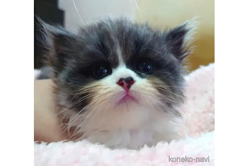 成約済の愛知県のミヌエット-85384の1枚目