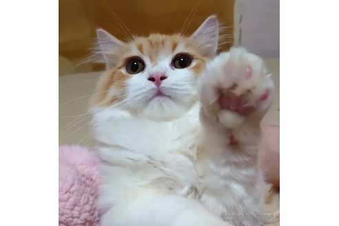 成約済の愛知県のミヌエット-85388の3枚目