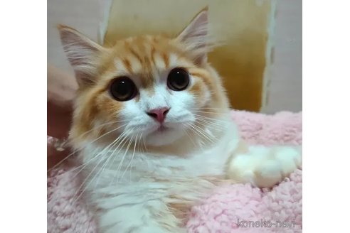 成約済の愛知県のミヌエット-85388の4枚目