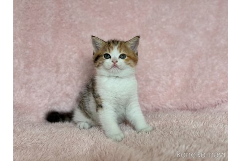 成約済の三重県のスコティッシュフォールド-85392の3枚目