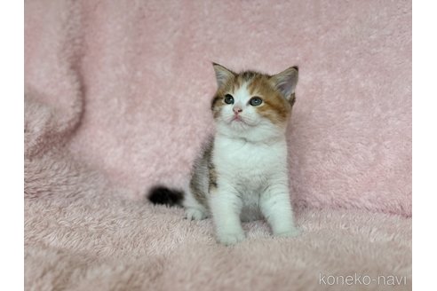 成約済の三重県のスコティッシュフォールド-85392の5枚目